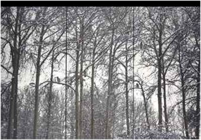 اثری از عباس کیارستمی از مجموعه کلاغ ها اثری از عباس کیارستمی از مجموعه کلاغ ها